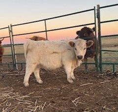 Highpark Heifer