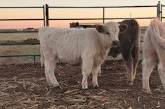 Highpark Heifer