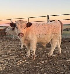 Highpark Bull
