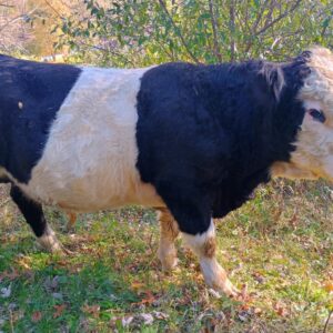 Panda Mini Bull 18 Months