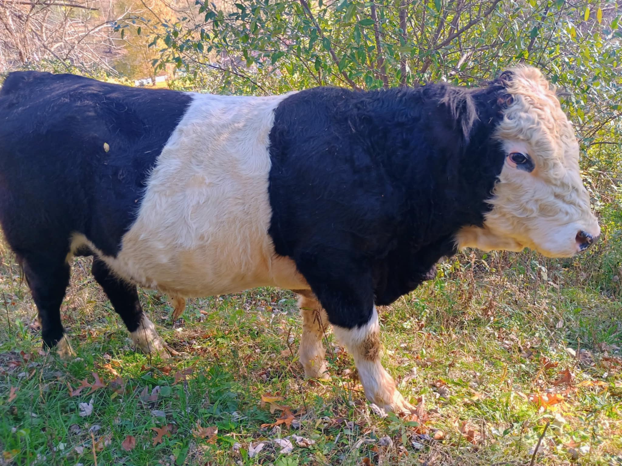 246aa1cb-8364-4d63-9d7d-742455f64771 (1)