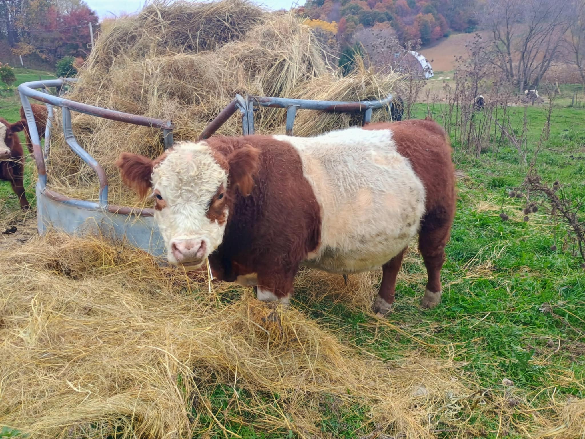 838dc3e1-0824-48b1-b661-20d6d674b1d8 (1) - Copy