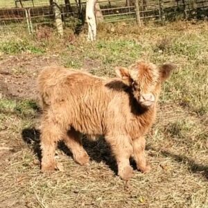Rockin' G Ranch Ajax, Mid-Mini Yellow full Highland Bull Calf