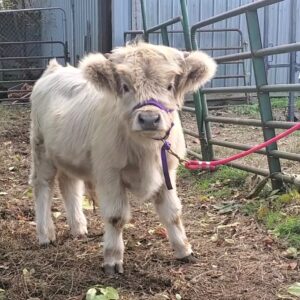 Rockin' G Ranch Ollie, Silver Mid-Mini Highland Bull Calf, Halter Broke and Ready To Go