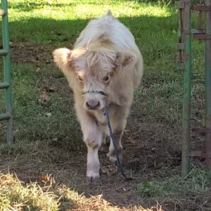 Rockin' G Ranch Ollie, Silver Highland Bull Calf, Halter Broke and Ready To Go