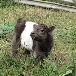 Rockin' G Ranch Merlin, Dun HighBelt Bull Calf With a Perfect Belt