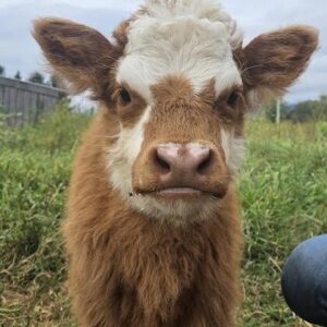 Blossom Mini Highland X Heifer