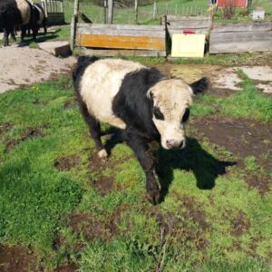 Mini Panda Semen - Sexed Female