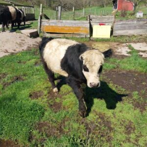 Semen Straws - Mini Panda Bull - Conventional - Unsexed