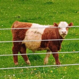 Mini Red Panda Semen - Unsexed