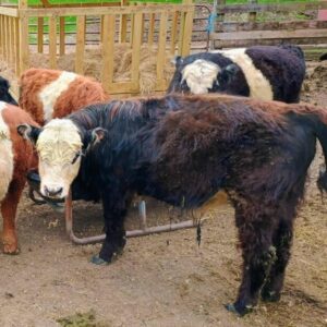 Mini Bull Semen Cupid - Unsexed