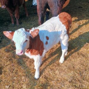 Red Mini Panda Heifer