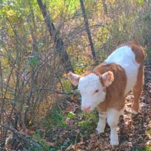 Red Mini Panda Bull Calf