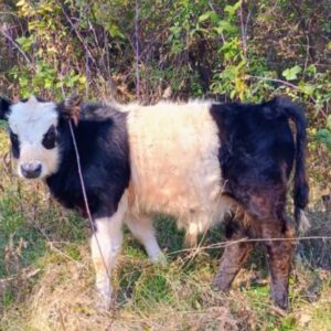 Mini Panda Bull Calf