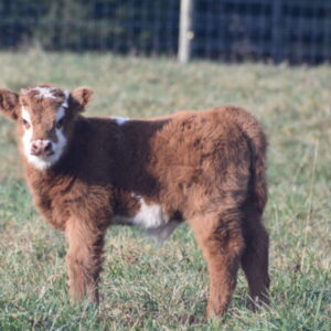 Bruno Highland X Bull Calf