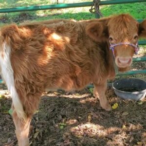 Rockin' G Ranch Reba HighDex Heifer Weaned and Ready to go