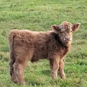 Rockin' G Ranch Ajax, Yellow full Highland Bull Calf
