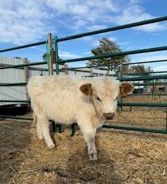 Mini Highpark Heifer