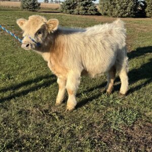 Midwest Mini Moos - Charlotte - silver heifer (chondro negative)