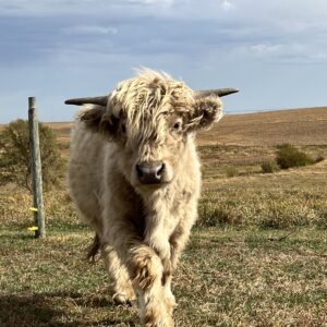 Midwest Mini Moos - Kodiak - silver highland bull (chondro negative)