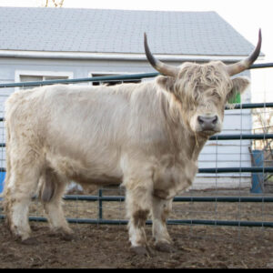 Pelzer Acres Axel Conventional straws