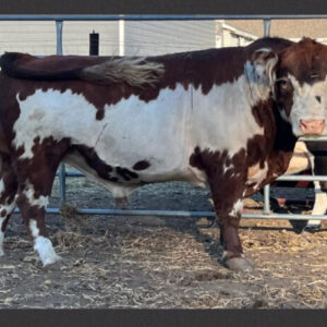 Pelzer Acres Flash conventional straws