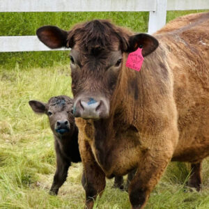 Pelzer Acres Crumble