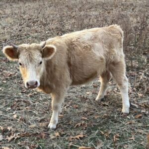 Pelzer Acres Georgia