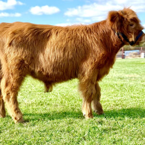 Midsize highland bull / steer option IMCBR registerable