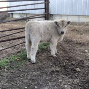 Anderson Mini Cattle Co. Beau