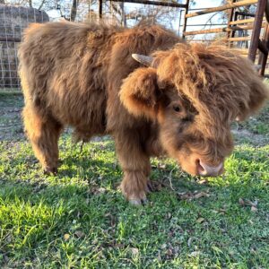 Bandit Chondro Positive Miniature Highland Bull Calf