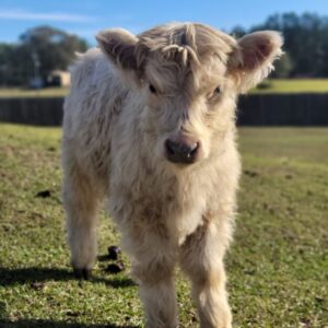 White Mini Highland Calf