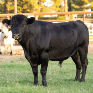 "Big Mac" Aberdeen Angus Bull