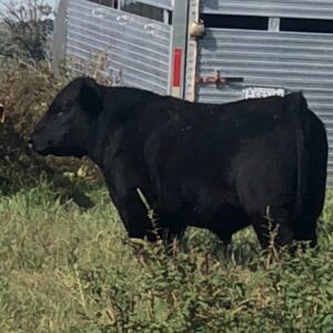 Anderson Mini Cattle Co. Darth