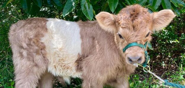 Inge's Furry & Feathery Friends