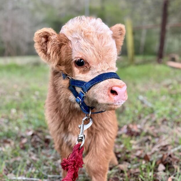 Inge's Furry & Feathery Friends
