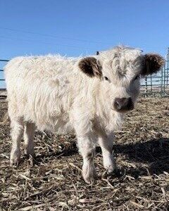 Mini Highpark Heifer