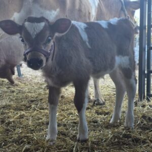 Butters Udders Will A Be A Heartbreaker