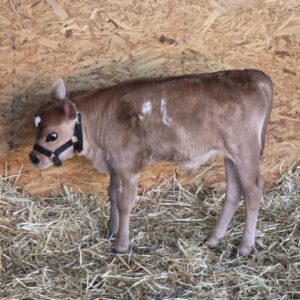 Butters Udders Ruby's Rocket Man