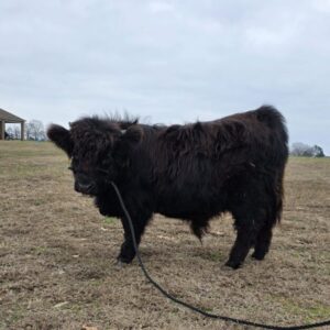 Ace micro mini highland