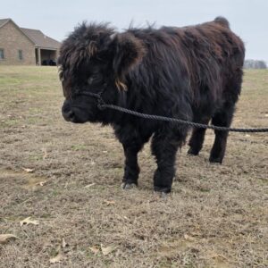 Ace-Micro mini highland