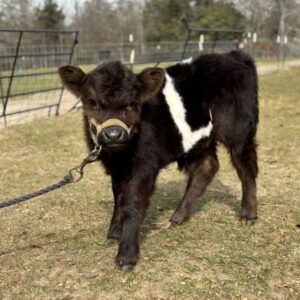 Easton—HiBelt bull calf