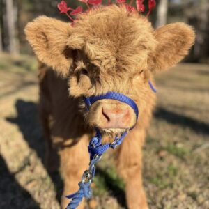 Harry—yellow mini highland