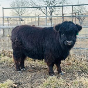 Miniature Highland Heifer (Chondro Positive) Echo Valley Fancy