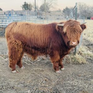 Miniature Highland Bull (Chondro Positive) Echo Valley Dudley