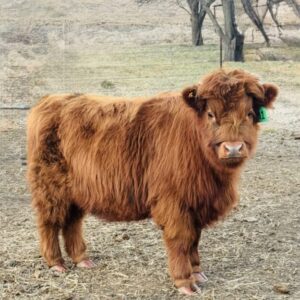 Miniature Highland Heifer (Chondro Positive) Echo Valley Maggie
