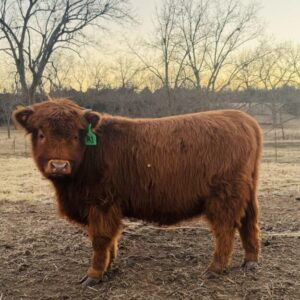 Miniature Highland Heifer (Chondro Positive) Echo Valley Reba