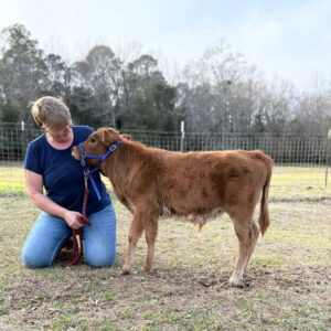 Dobson—micro mini western heritage bull