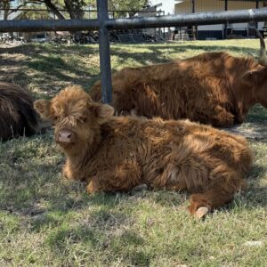 Dutton - Mini Highland Bull