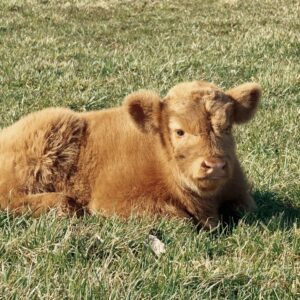 Moe - Midsized Bull Calf